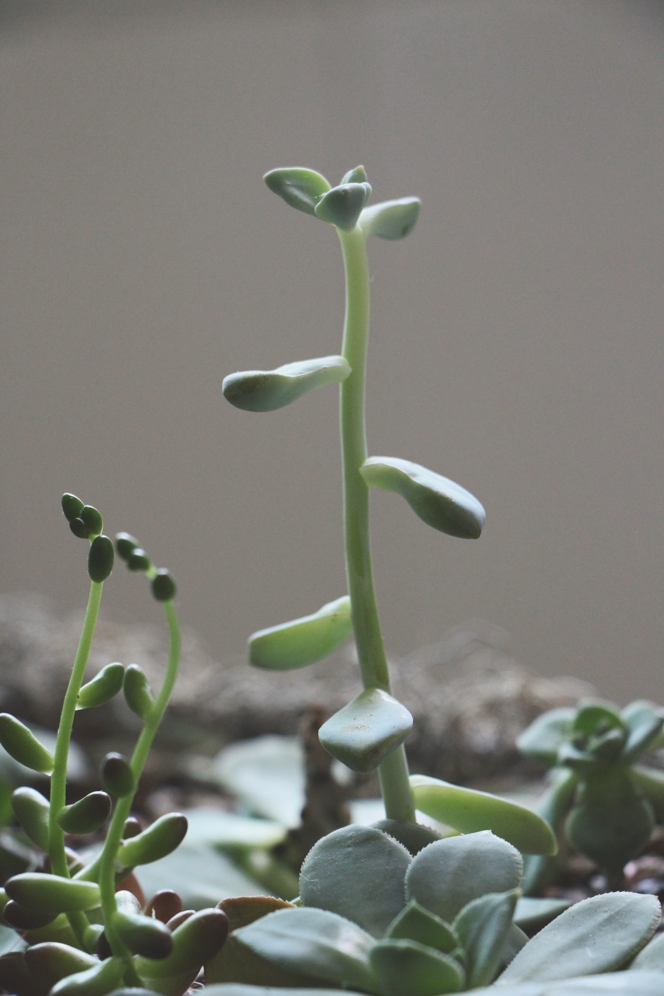 Leggy Succulents via needles + leaves